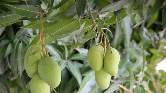 Florida’s Mango Season: A Tropical Treasure from May to October (Live in Florida )